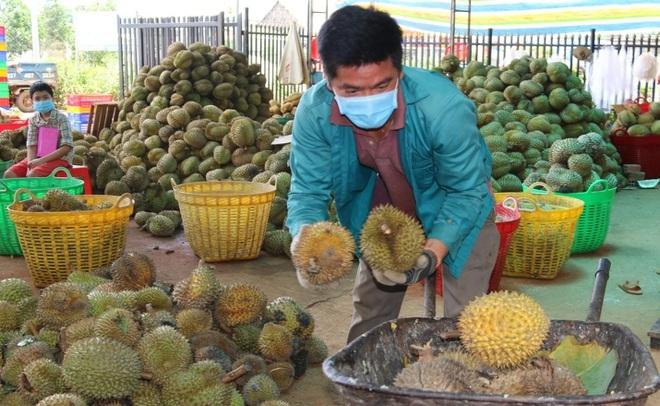 Sầu riêng hỏng do chín và không có nơi tiêu thụ. Ảnh: Dân Trí