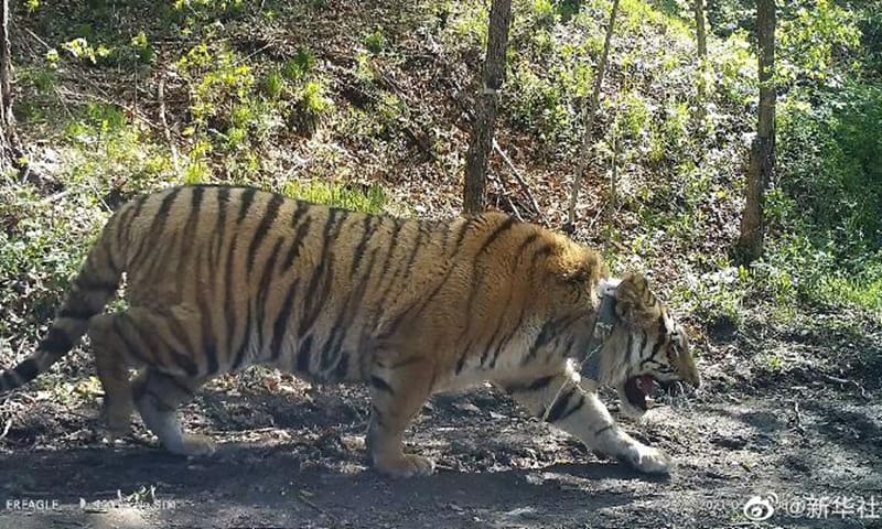 Con hổ Siberia nặng hơn 200 kg được thả về tự nhiên hôm 18/5 tại tỉnh Hắc Long Giang, Trung Quốc. Ảnh: Tân Hoa xã