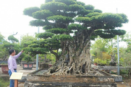 Nông dân Hà Nội “bỏ túi” triệu đô sau hơn 10 năm tạo tác gốc cây sanh khủng