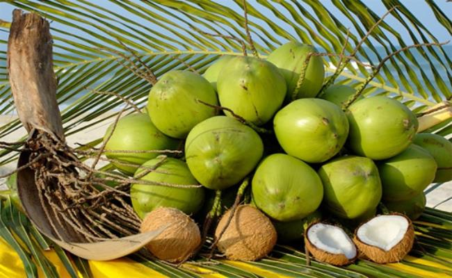 Dừa là loại cây được trồng nhiều ở nước ta, nhất là các vùng duyên hải. Tất cả các phần của cây dừa đều có giá trị kinh tế toàn diện.
