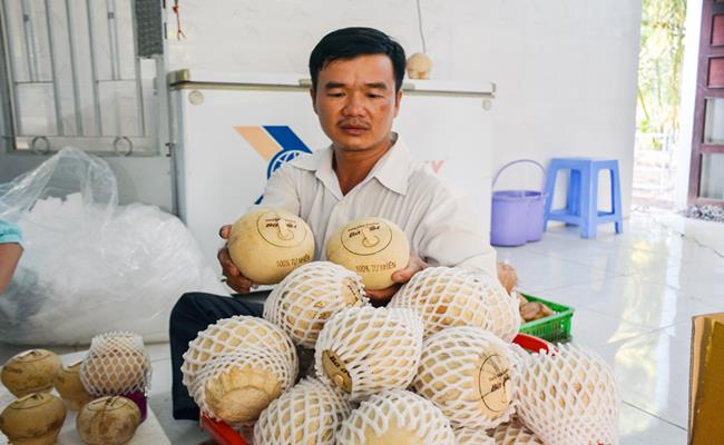 Loại dừa này do anh Trần Văn Phong (Bến Tre) tạo ra từ quả dừa tươi.&nbsp;
