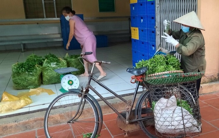 Những cây rau muống tươi, ngon trồng theo tiêu chuẩn VietGap không lo già úa trên ruộng.