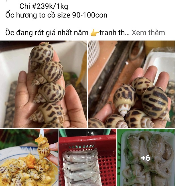 Trên các chợ online, ốc hương cũng đang được bán với giá "siêu rẻ".