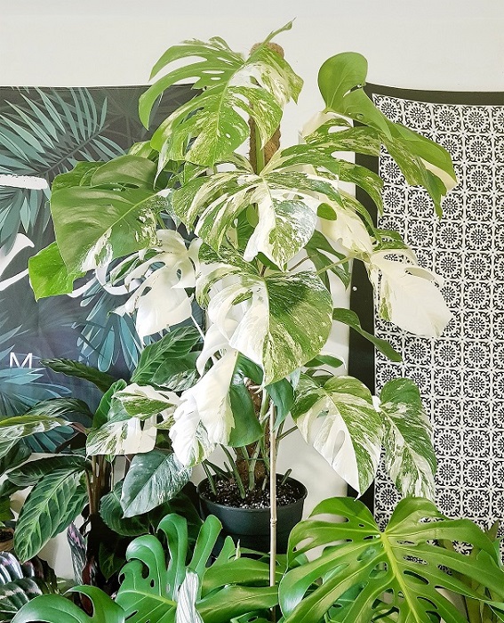 Những cây tầm giá cao hơn trung bình của anh đang sở hữu như Monstera Borgisiana Variegata, Philodendron El Choco Red, hay Anthurium Regale…&nbsp;(Ảnh: Viet Dam)