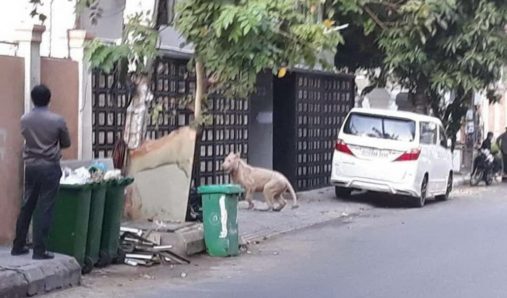 Sư tử thả rông ngoài phố ở thủ đô Phnom Penh, Campuchia.