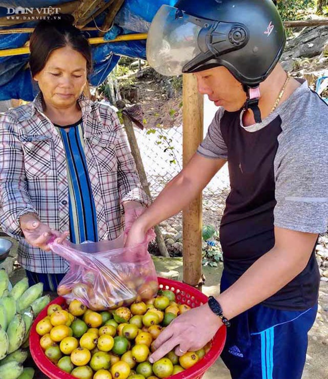 Bứa rừng có kích cỡ như trái măng cụt nhưng màu sắc thì khác, lúc non là xanh và khi chín ngả sang vàng
