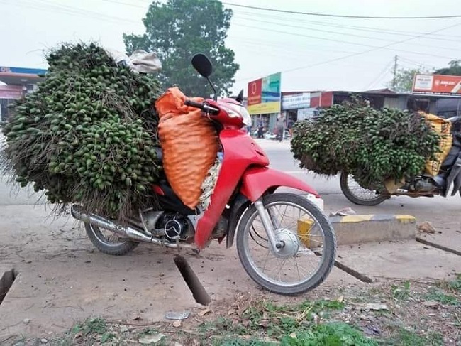 Cau tươi tăng giá gấp nhiều lần, thương lái khắp nơi lùng mua.