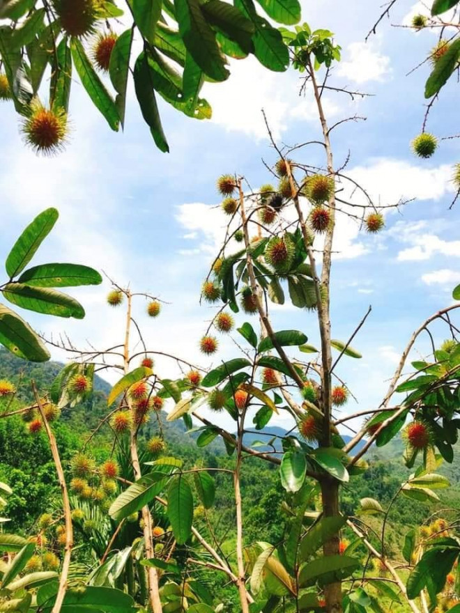 Trước đây, loại quả này ít người quan tâm nên người dân thường chặt bỏ. Song vài năm trở lại đây, loại quả này lại được lùng mua nhiều ở các thành phố lớn nên người dân bắt đầu trồng lại để bán.