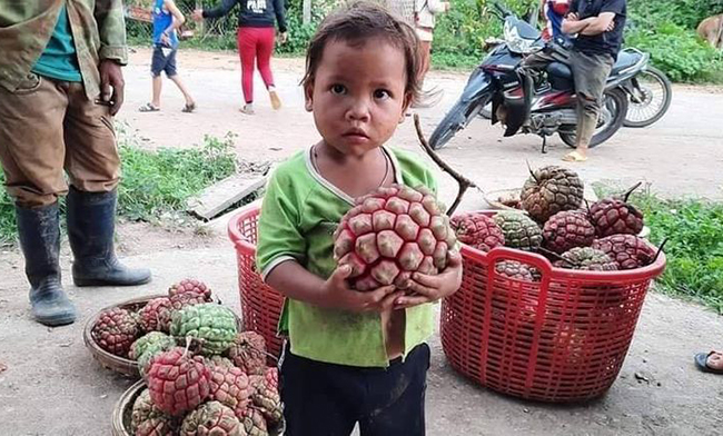 Na rừng có hai loại là na trắng và na đỏ. Na trắng khi chín có màu vàng nhạt hoặc khe múi hơi đỏ, trong khi na đỏ toàn thân màu đỏ tươi, mùi nhựa thơm rất đặc trưng.
