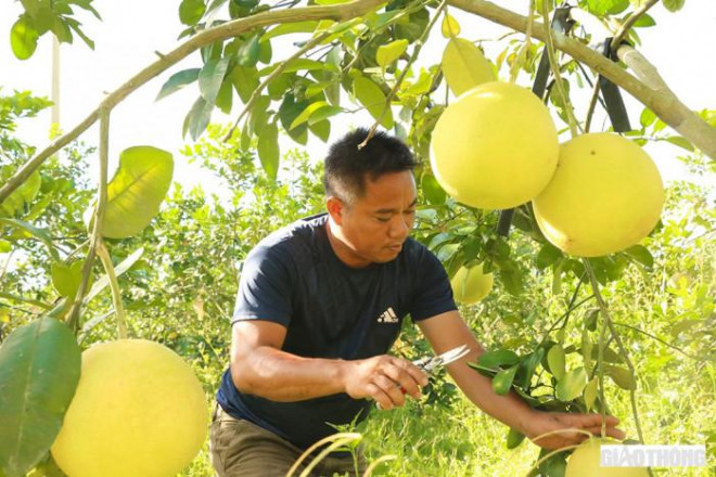 Anh Phan Xuân Huy bên vườn bưởi đang bắt đầu chín của nhà mình