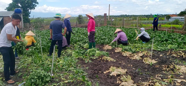 Tính từ đầu vụ đến nay, anh cho và đi xin các nhà dân xung quanh được gần 30 tấn các loại cho đoàn từ thiện.