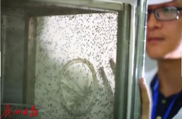 Trung Quốc áp dụng công nghệ hạt nhân để "triệt sản" muỗi đực. Ảnh minh họa: IC