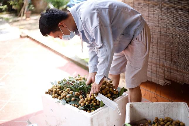 Công Khánh giúp bố mẹ thu hoạch nhãn.