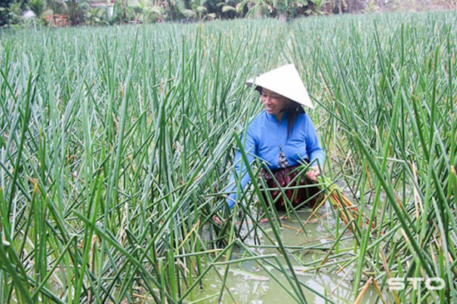 Nếu muốn ăn năn bộp sẽ nhổ các cọng ngon, cắt lấy một phần, dùng dụng cụ rọc để lấy phần lõi bên trong. Trồng năn một năm có&nbsp;2 vụ. Mùa nước nổi là mùa chính, vì trong thời gian này cây năn phát triển tốt, năng suất và chất lượng cao.
