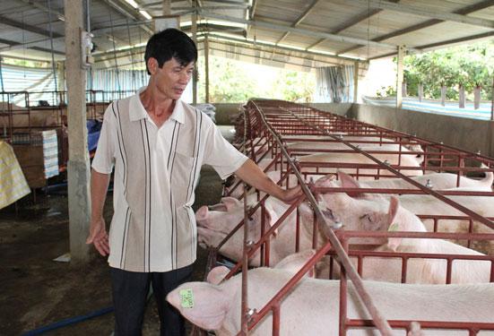 Người chăn nuôi các tỉnh miền Đông có nguy cơ bị phá sản do ách tắc trong vận chuyển gia súc, gia cầm về TP HCM