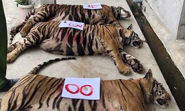 17 con hổ nuôi nhốt trái phép được phát hiện tại Yên Thành (Nghệ An)