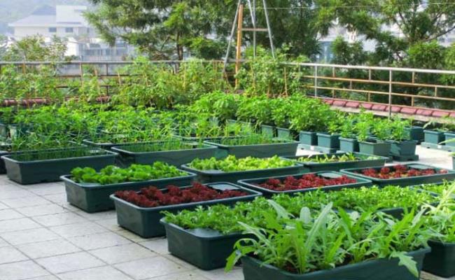 Trào lưu tự trồng rau củ quả tại gia đang ngày càng trở nên phổ biến trong những ngày “ở nhà chống dịch”. 
