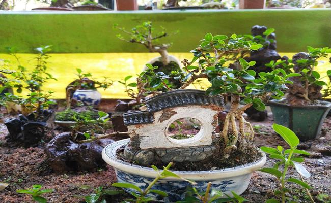 Trong bộ sưu tập bonsai mini của lão nghệ nhân này có những cây sam hương mini đạt trên 50 năm tuổi.
