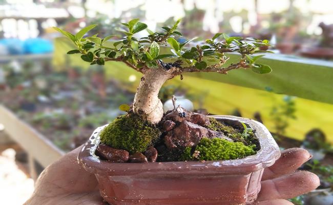 &nbsp;Cụ thể, bộ sưu tập của ông Phúng có tới với 4.575 cây bonsai - một con số khổng lồ vô cùng ấn tượng tại khu vực châu Á.&nbsp;
