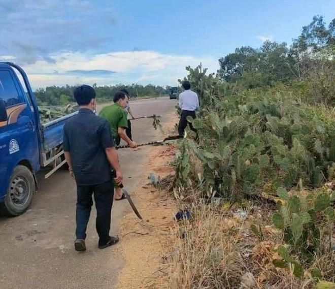 Lực lượng phòng chống dịch phường Hoài Tân chặt xương rồng gai mọc dại ở địa phương để bịt đường mòn, lối mở