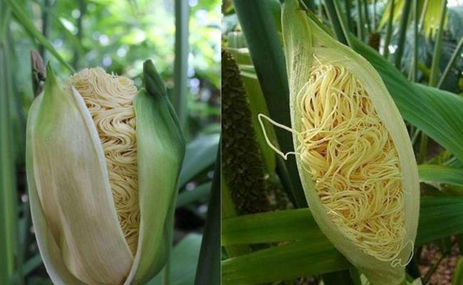 Loài cây “vỏ như bắp ngô, ruột như mì tôm” này có tên là Toquilla, sống ở vùng nhiệt đới châu Mỹ. Thời gian gần đây, hình ảnh “cây mì tôm” này đang gây xôn xao khắp cộng đồng mạng Việt Nam.
