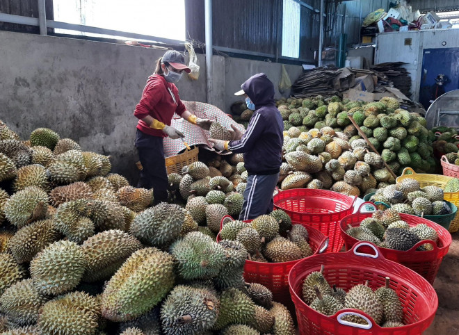 Nhiều thương lái không thu mua sầu riêng như những năm trước vì sợ lỗ. Ảnh: Thanh Niên