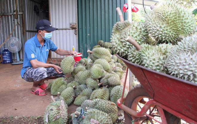 Vườn sầu riêng của gia đình anh Trung mỗi ngày rụng hơn một tạ bán với giá 10.000-25.000 đồng/kg. Ảnh: Zingnews