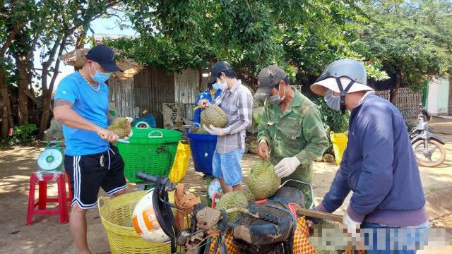 Theo người trồng sầu riêng và thương lái, năm nay do ảnh hưởng của dịch bệnh COVID-19, giá sầu riêng giảm mạnh, tiêu thụ gặp khó. Ảnh: Báo Giao thông