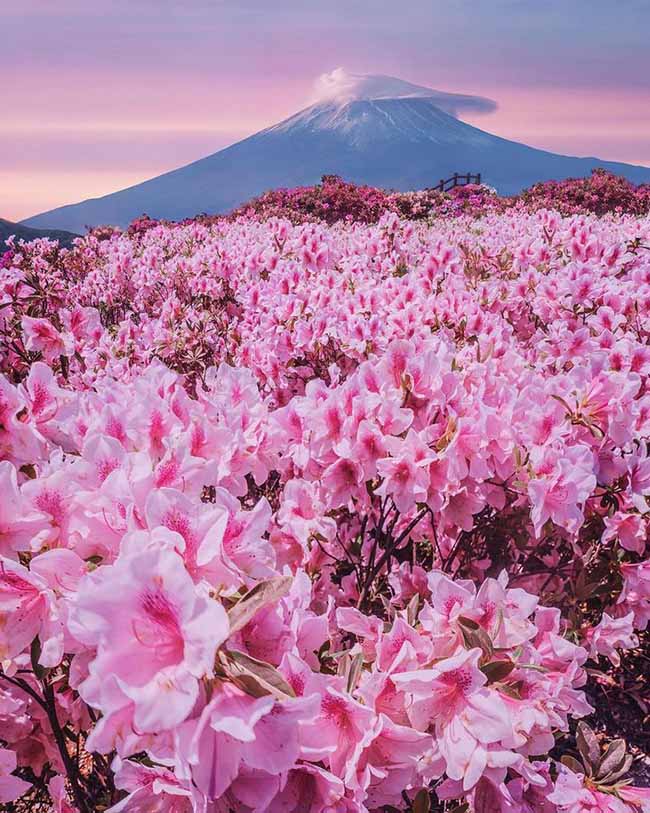 6. Phong cảnh ở núi Phú Sĩ, Nhật Bản luôn khiến cho du khách thèm muốn được ghé đến.

