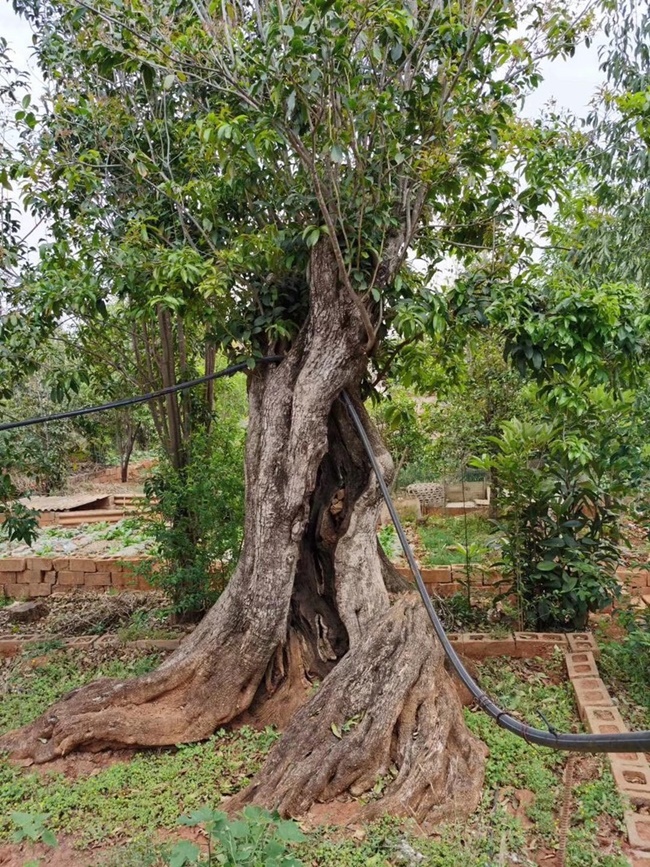 Hồi năm 2017, một đại gia cây cảnh có tiếng ở Sapa (Lào Cai) vác cả bao tải tiền để mua được 4 cây mộc hương trăm tuổi.
