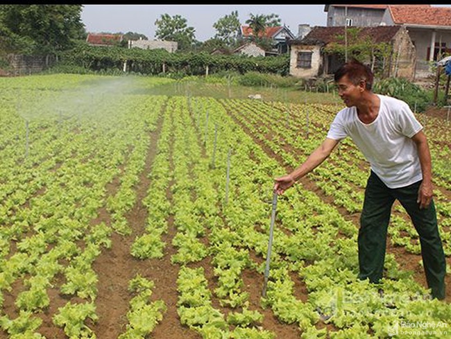 Đây là loại cây rau ăn lá phát triển tốt ở vụ đông – xuân.


