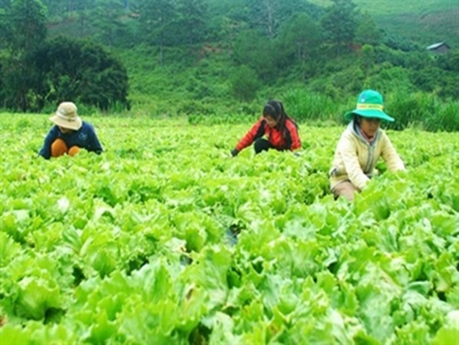 Loại rau này được cho là&nbsp;nguồn gốc từ Trung Đông, song hiện nay đã được trồng khắp thế giới.
