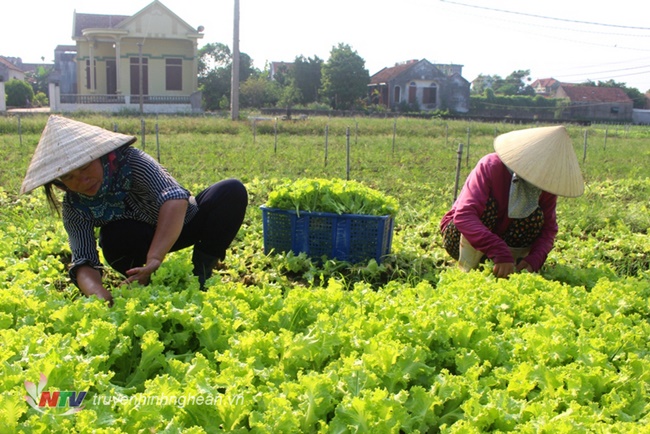 Tại Việt Nam, giá rau xà lách khoảng 15.000 đồng/kg, loại hữu cơ cũng khoảng 60.000 đồng/kg.
