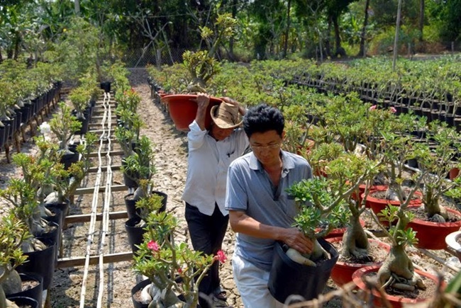 Cây sứ thuộc nhóm cây mọng nước, nó có thể thích nghi với nhiều vùng đất và chịu được khí hậu nắng nóng khắc nghiệt.
