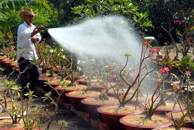 Ngày nay, hoa sứ được trồng không&nbsp;chỉ phục vụ trong nước mà còn đem đi xuất khẩu.
