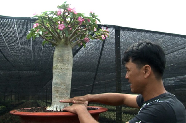 “Sứ chân dài” có hình dáng bên ngoài thon cao, thẳng tắp, khác hẳn với hình dạng bên ngoài của họ hàng nhà sứ,&nbsp;
