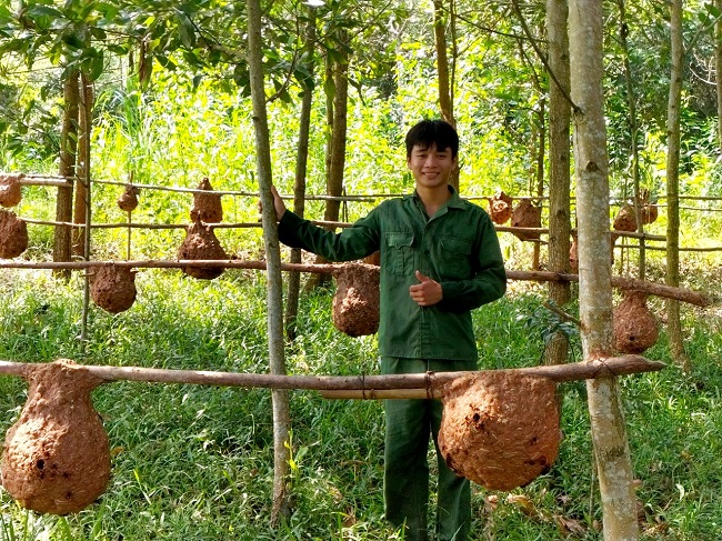 Toàn bộ số ong này đều được anh tự tay bắt từ rừng về nuôi với số lượng khoảng 300 tổ.