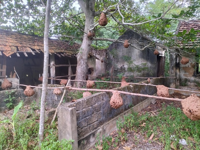 Khắp mọi ngõ ngách trong khu vườn nhà anh Tịnh đều được treo la liệt hàng trăm tổ ong vò vẽ.