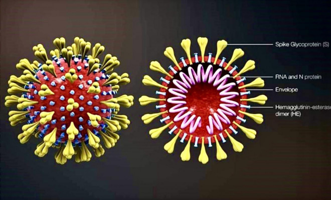 Virus SARS- CoV-2 có khả năng gây ra đột quỵ ở người trưởng thành trong độ tuổi 30- 40 và nhiễm COVID-19