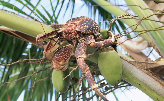 Với các khớp chân khỏe, cặp càng sắc bén với lực kẹp vô cùng lớn, chúng có thể leo lên tận ngọn dừa, bổ toạc lớp vỏ dừa để ăn phần cơm dừa bên trong.&nbsp;
