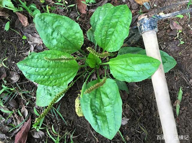 Cây dại ven đường cứ phơi khô là bán được hơn trăm nghìn/kg - 2