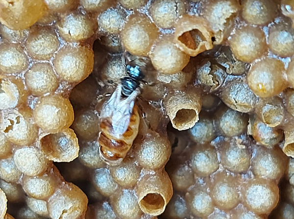 Mật của loài ong này anh Tín bán giá dao động từ 1,5-1,8 triệu đồng/lít.