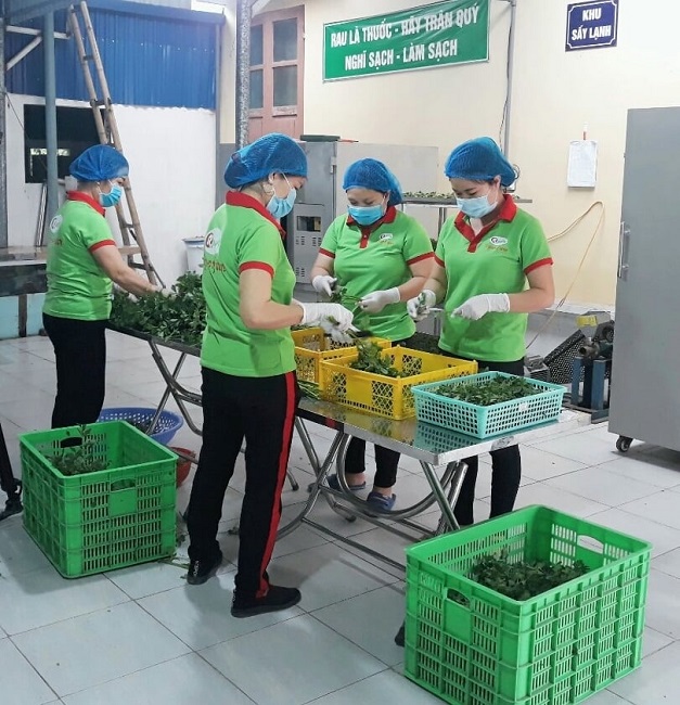 Không chỉ nâng cao giá trị cho các sản phẩm nông sản, chị Hiền còn tạo công ăn việc làm cho lao động địa phương.