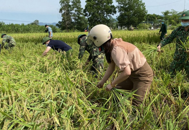 Theo ông Vũ Hữu Tuấn, Trưởng phòng Nông nghiệp huyện Như Thanh, diện tích lúa mùa của huyện là 2.890 ha. Trong đó, diện tích đã thu hoạch 580 ha, diện tích đã chín 820 ha