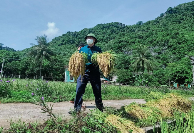 Ông Đinh Xuân Hướng, Bí thư Huyện ủy Như Thanh, đã trực tiếp xuống đồng...