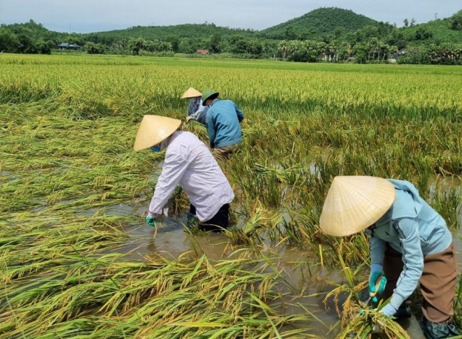 Huyện Như Thanh phấn đấu thu hoạch xong 800 ha lúa đã chín vào ngày 12-9, diện tích còn lại thu hoạch xong trước ngày 23-9