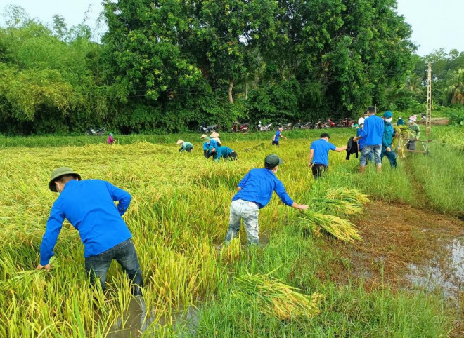 Đây hầu hết là cánh đồng trũng, sâu, máy gặt lúa không thể xuống đồng được...