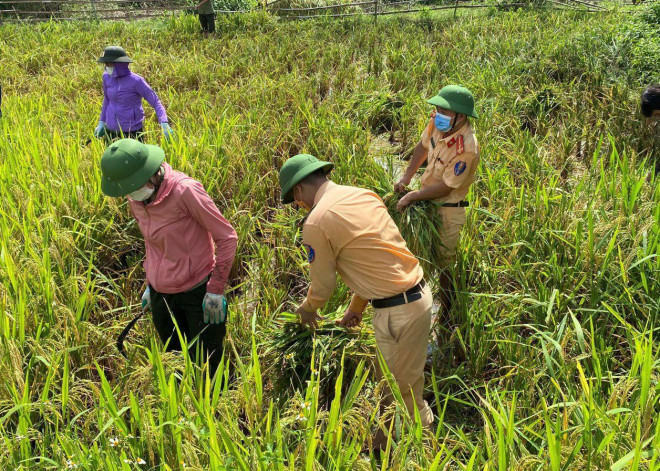 Tại những xã đang thực hiện giãn cách như Phú Nhuận, Yên Thọ, thị trấn Bến Sung, huyện Như Thanh ưu tiên nhiều lực lượng tới giúp dân từ khâu gặt lúa đến khâu vò lúa, đóng bao