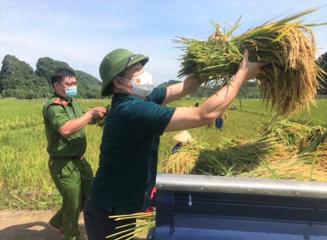 ... tham gia thu hoạch lúa giúp người dân