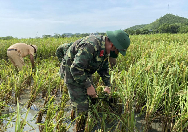 ...vì thế các lực lượng đều phải gặt bằng tay